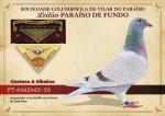 Santar�m 26 - PT 6462462-26 - Caetano & Ribeiros