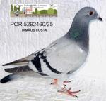 G.C. Limiano - PT 5292460-25 - Irmos Costa
