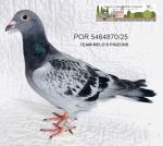 G.C. Limiano - PT 5464870-25 - Team Melo