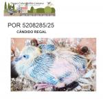 G.C. Limiano - PT 5208285-25 - TPP Group