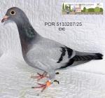 G.C. Limiano - PT 5133207-25 - CIC