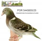 G.C. Limiano - PT 5445655-25 - Boaventura Felgueiras & Filhos