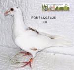 G.C. Limiano - PT 5132364-25 - CIC