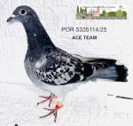 G.C. Limiano - PT 5335114-25 - Ace Team