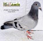 G.C. Limiano - PT 5178484-25 - Team Trofa
