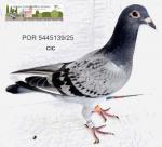 G.C. Limiano - PT 5132057-25 - CIC