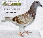G.C. Limiano - PT 5445139-25 - Os Kitos