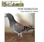 G.C. Limiano - PT 5039023-25 - Srgio Pereira