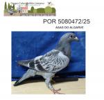 G.C. Limiano - PT 5080472-25 - Asas do Algarve