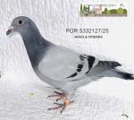G.C. Limiano - PT 5332127 - Novo & Friends