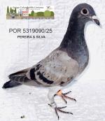 G.C. Limiano - PT 5319090-25 - Pereira & Silva